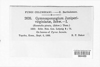 Gymnosporangium juniperi-virginianae image